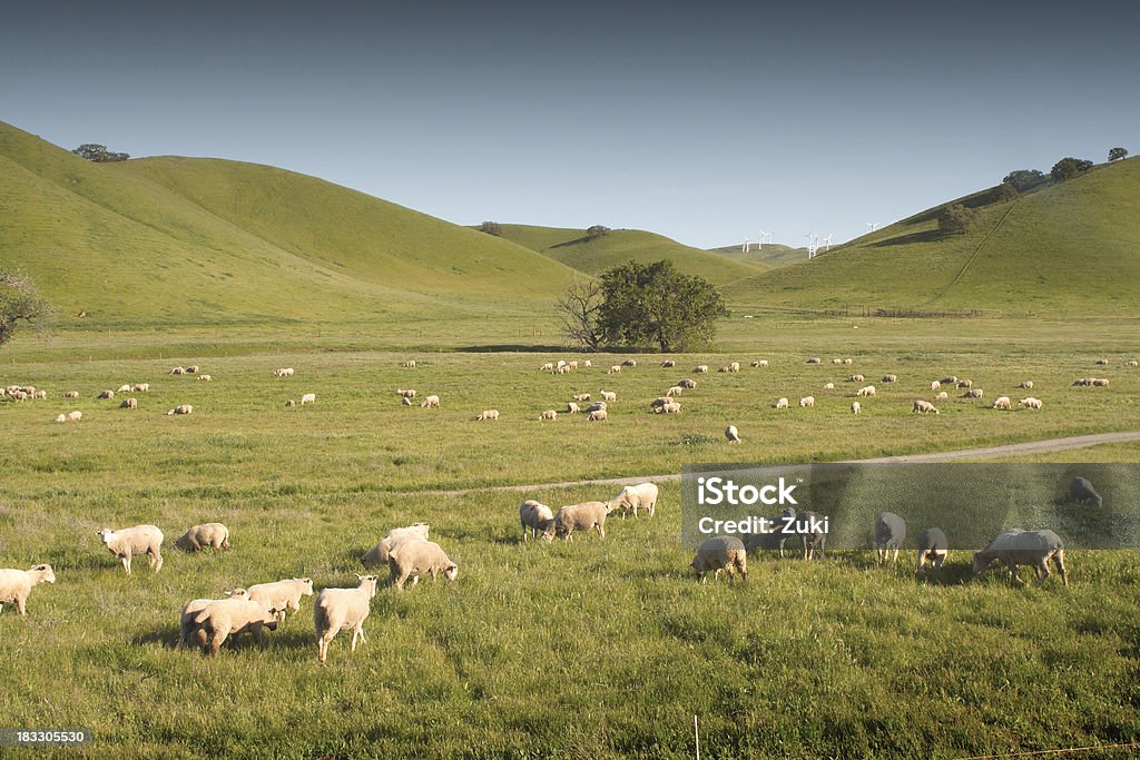 Schafe in der pasture - Lizenzfrei Anhöhe Stock-Foto