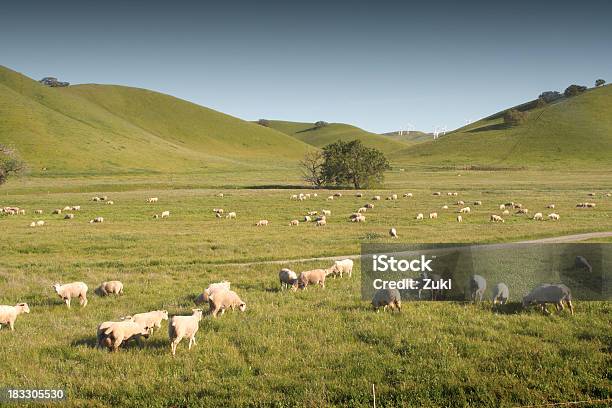 Ovelhas No Pasto - Fotografias de stock e mais imagens de Animal - Animal, Ao Ar Livre, Campo agrícola