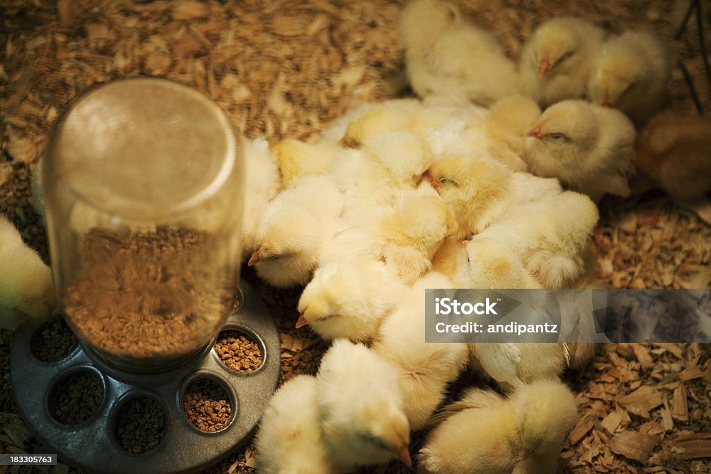 Tombe de chicks - Photo de Poussin - Oisillon libre de droits