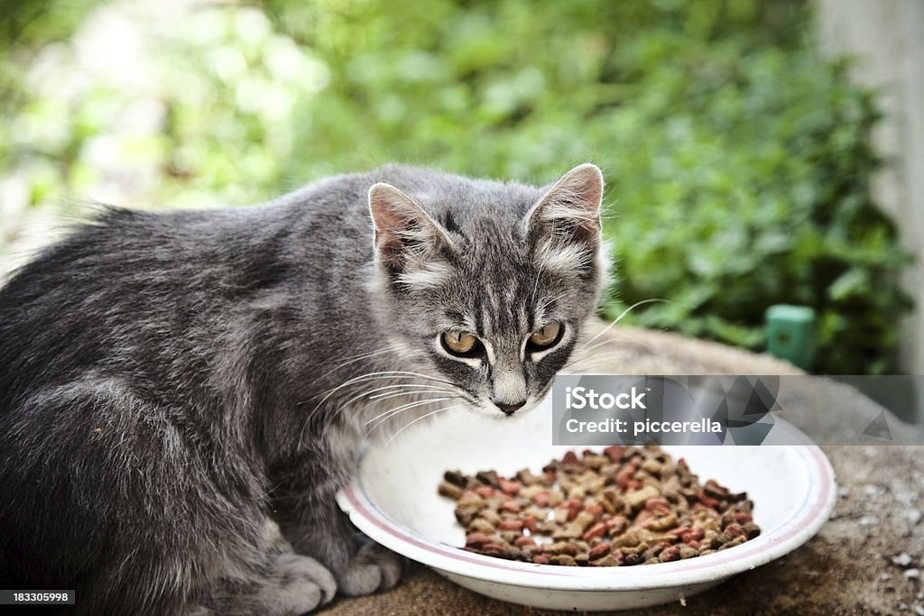 Jedzenie Alley Cat - Zbiór zdjęć royalty-free (Pokarm dla kotów)