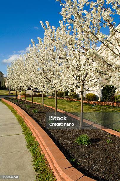 Allegato Albero Berm - Fotografie stock e altre immagini di Albero - Albero, Blu, Cielo