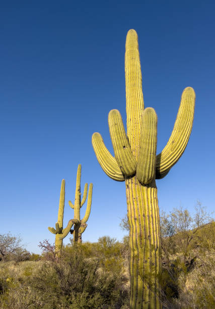istock Blue Sky over Desert Landscape with Saguaro Cactus 1833063252