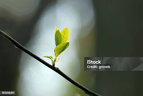 春の木の花 - クローズアップのストックフォトや画像を多数ご用意 - クローズアップ, コンセプト, マクロ撮影