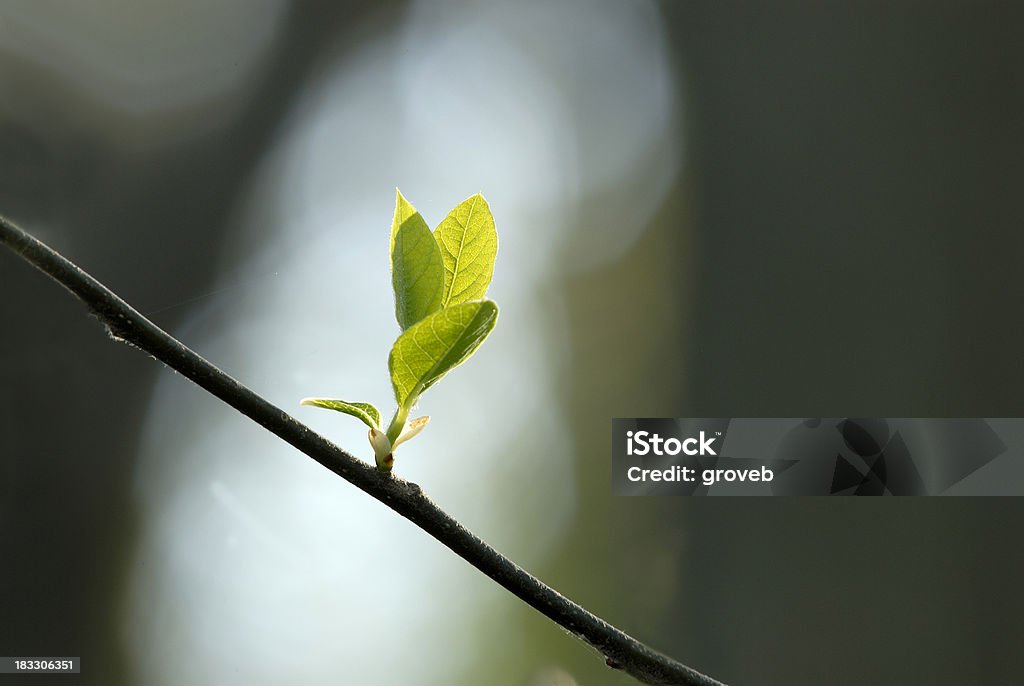 Árvore de flor de primavera - Foto de stock de Botão - Estágio de flora royalty-free