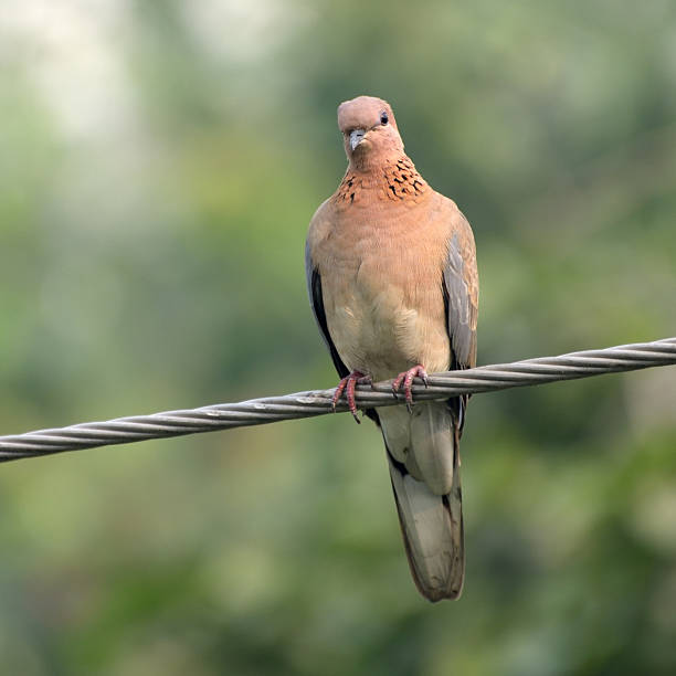 istock Laughing dove, Streptopelia senegalensis, perched on a power wire 183306393