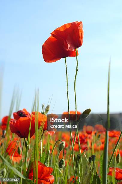 Высокие Poppies — стоковые фотографии и другие картинки Абстрактный - Абстрактный, Вариация, Вертикальный