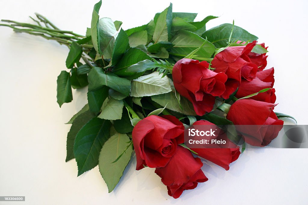 Maravillosas frondoso vástagos de red roses - Foto de stock de Rosa - Flor libre de derechos