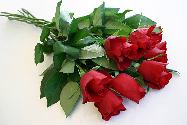 attraente bile aste di rose rosse - long stemmed rose foto e immagini stock