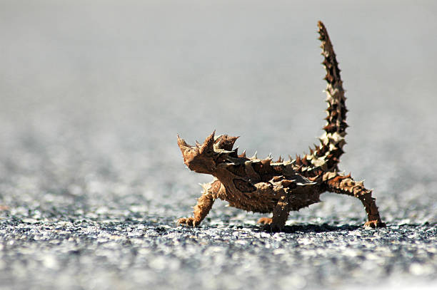 가시악마 도마뱀 - thorny devil lizard 뉴스 사진 이미지