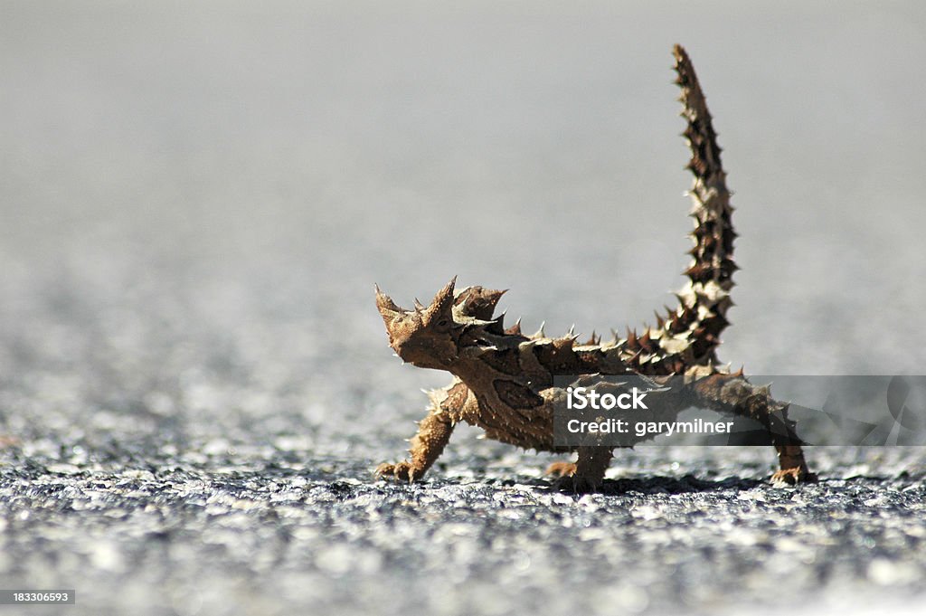 Thorny Devil A thorny devil sunning itself on the road.  Shallow depth of field Thorny Devil Lizard Stock Photo