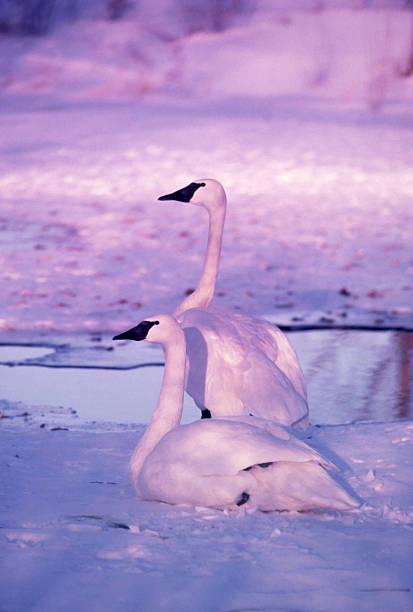 Trumpeter Swans, mating pair stock photo