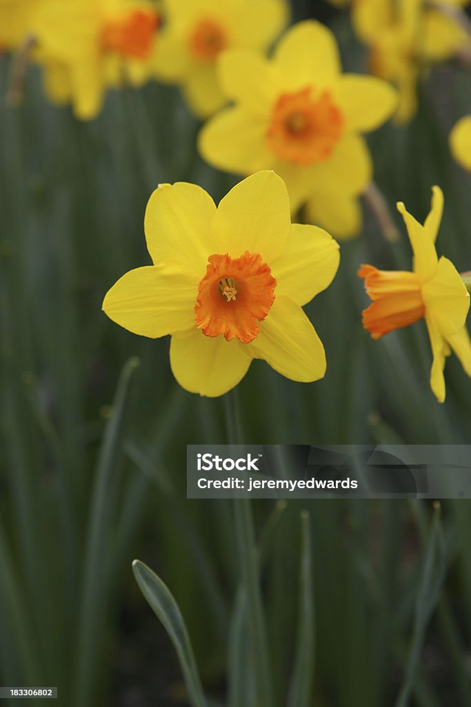 Narciso - Royalty-free Amarelo Foto de stock