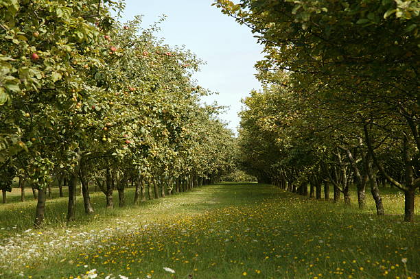 apple orchard, bretagne - pear tree stock-fotos und bilder
