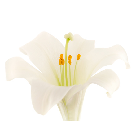 A single easter lily. Clipping path is included.
