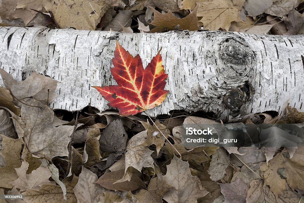 Feuille d'érable sur fallen Birch - Photo de Arbre libre de droits