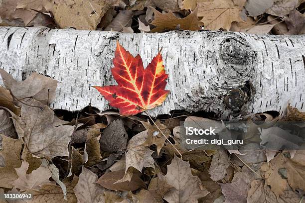 Foglia Di Acero Caduti Betulla - Fotografie stock e altre immagini di Albero - Albero, Autunno, Canada