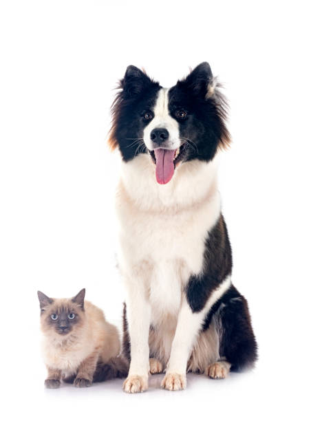 istock young Yakutian Laika and siamese cat 1833090105