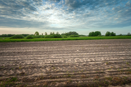 Blue sky over a plowed field. Spring landscape. Agriculture.