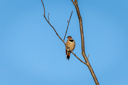 A Woodpecker called Northern Flicker is  perched in tree, Delta, British Columbia, Canada