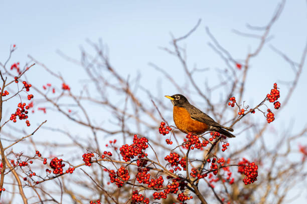 istock American Robin feeding on berries in the fall, Delta, British Columbia, Canada 1833097996