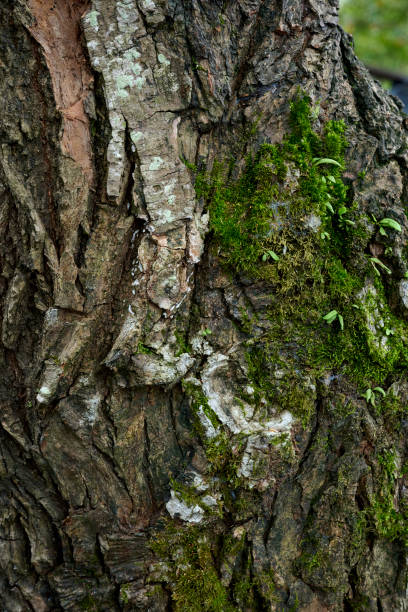 Close-up of brown tree bark abstract texture background. Green moss on a tree trunk made a natural pattern and texture. Wood texture and pattern for background.