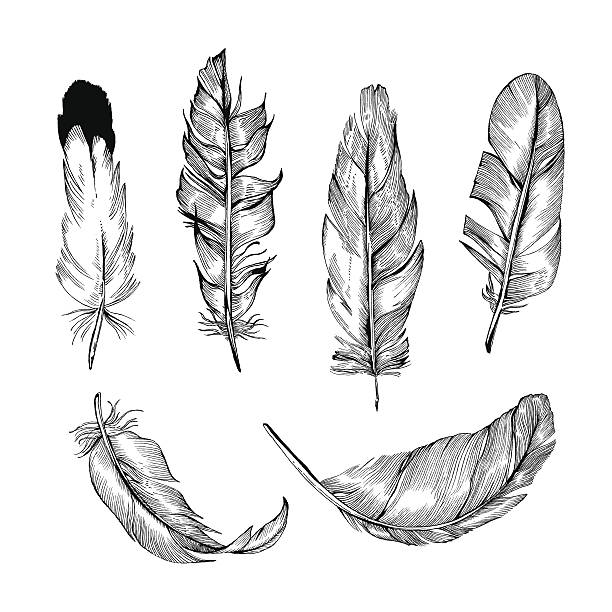 feather set Vector Detailed Hand-Drawn Illustrations of Feathers in Black&White style. Each of the Feathers is isolated object (eps 8). easy black and white drawing stock illustrations