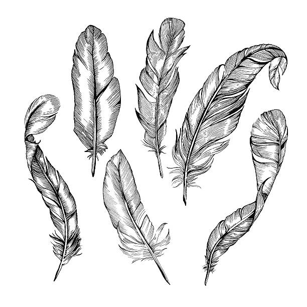 feather set Vector Detailed Hand-Drawn Illustrations of Feathers in Black&White style. Each of the Feathers is isolated object (eps 8). feather illustrations stock illustrations