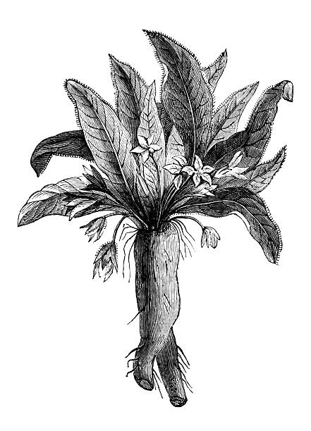 130+ Mandrake Plant Illustrations, Royalty-Free Vector Graphics