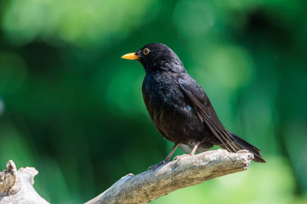istock Male common blackbird on a twig 1833115154