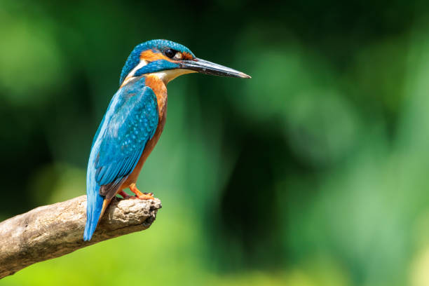istock Hunting kingfisher patiently waiting on a tree branch 1833117245