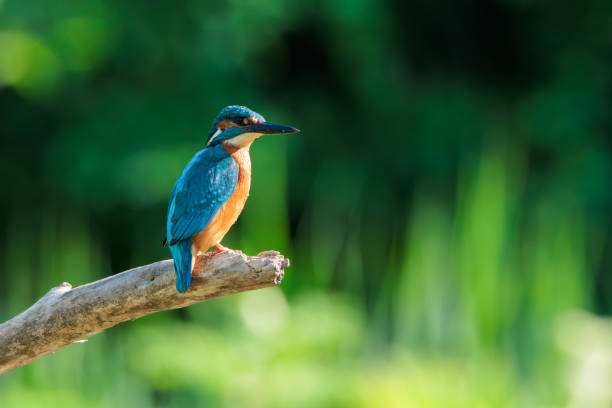 istock Kingfisher on a branch with out of focus forest background 1833117759