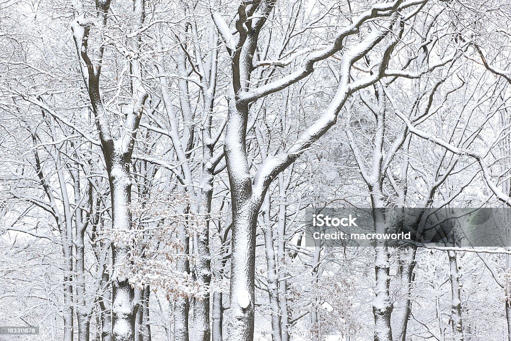 inverno - Foto de stock de Abstrato royalty-free