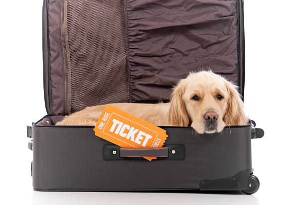 istock Travel With Dogs 183312094