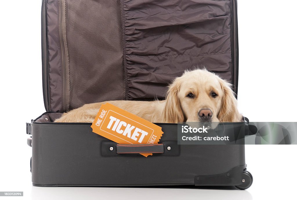 Podróż z psami - Zbiór zdjęć royalty-free (Bilet)