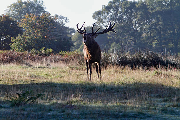 istock Where are you bellow from lone red deer stag 183312439