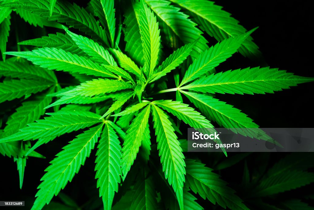 Cannabis - Foto stock royalty-free di Pianta di cannabis