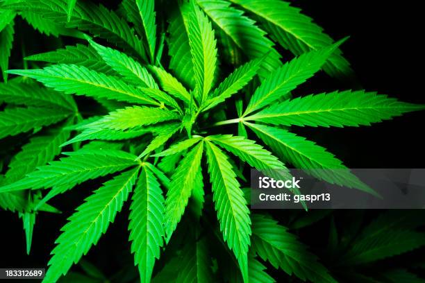 Cannabis - Fotografie stock e altre immagini di Pianta di cannabis - Pianta di cannabis, Creatività, Scontornabile