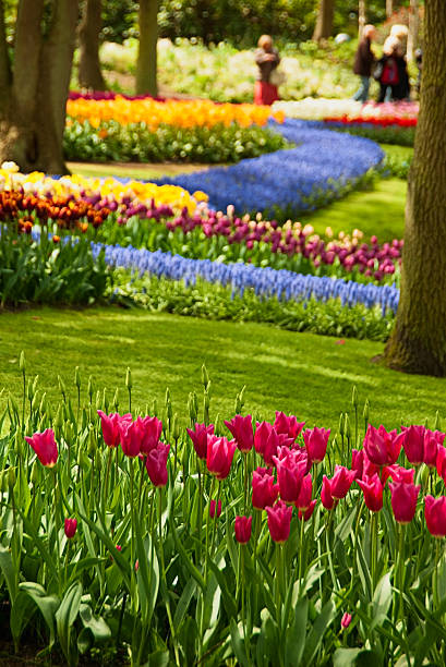 Spring in park "Netherlands, North Holland, Lisse, Keukenhof Gardens. Spring in park and people walking in the background." hyacinth red stock pictures, royalty-free photos & images