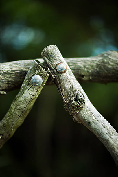 recinzione in legno - wood rustic close up nail foto e immagini stock