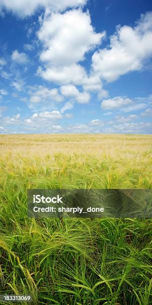 Xxxl Sommer Gerste Stockfoto und mehr Bilder von Landschaft - Landschaft, North Dakota, Agrarbetrieb