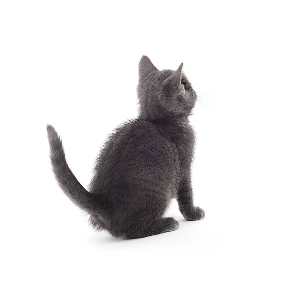 Cute Kitty Rear view of Brisith Shorthair kitten sitting in front of white background. animal back stock pictures, royalty-free photos & images