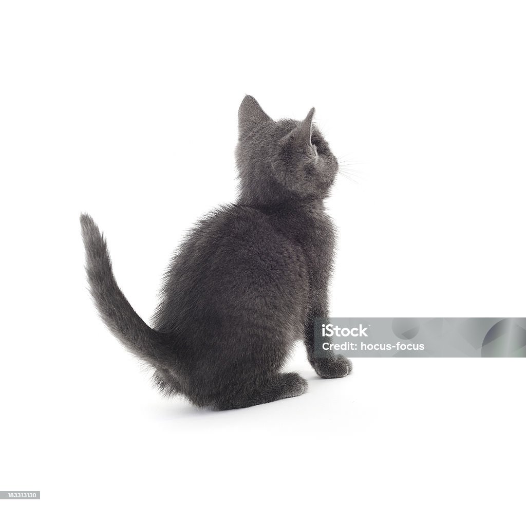 Милый Kitty - Стоковые фото Вид сзади роялти-фри