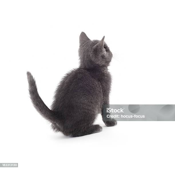 Милый Kitty — стоковые фотографии и другие картинки Вид сзади - Вид сзади, Домашняя кошка, Белый фон
