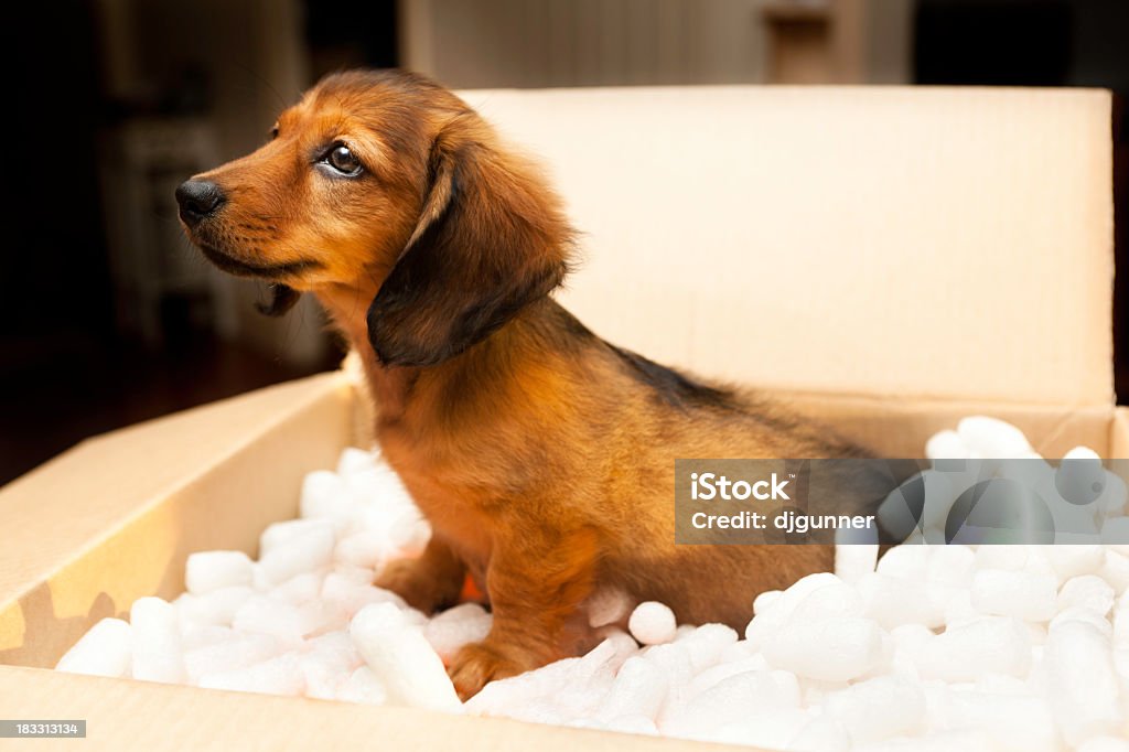 新しい子犬に、段ボール箱 - 犬のロイヤリティフリーストックフォト
