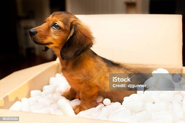 新しい子犬に段ボール箱 - 犬のストックフォトや画像を多数ご用意 - 犬, 箱, やわらか