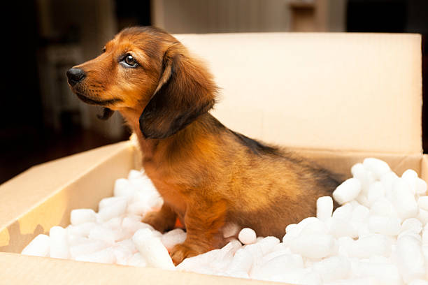 New Puppy in a cardboard box