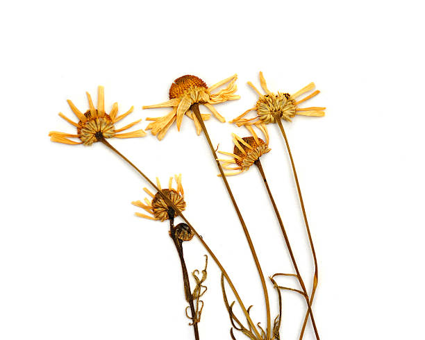 Dried chamomile (Matricaria chamomilla L.) stock photo