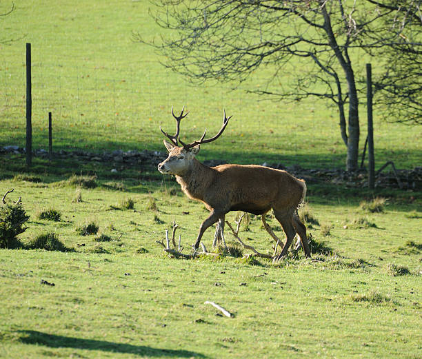 istock Red Deer Stag in the Cotswolds 183313696