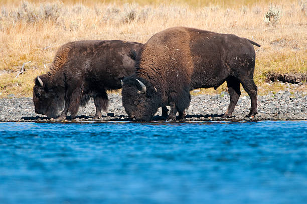 istock Bisons Drinking Water - Yellowstone National Park 183313701