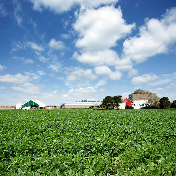 istock XXXL soybean farm 183313895